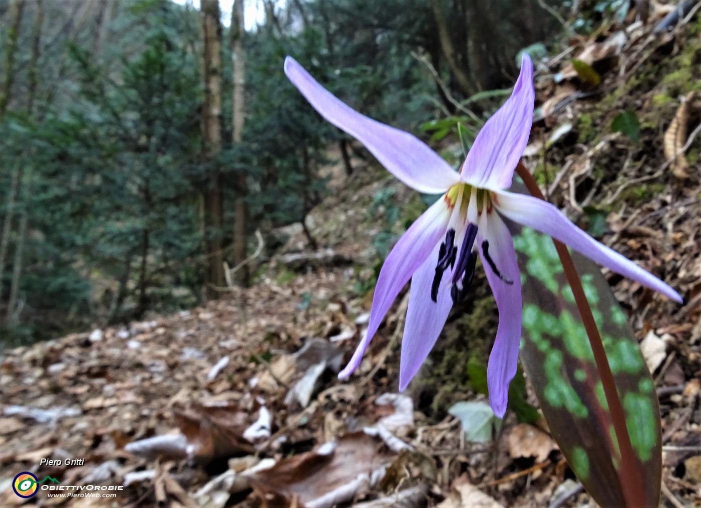 24 Dente di cane (Erythronium dens canis).JPG